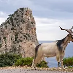 Costa Caddu *